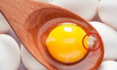 Herkesin Merak Ettiği Yumurta İçindeki O garip Beyaz Şey Nedir?