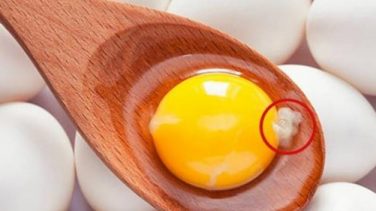 Herkesin Merak Ettiği Yumurta İçindeki O garip Beyaz Şey Nedir?